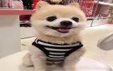 博美犬图片
