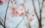 粉嫩桃花图片