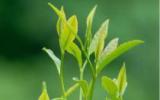 黄山毛峰茶茶树图片