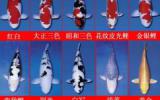 锦鲤品种图片