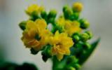 长寿花水培图片