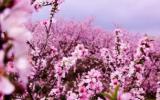 桃花林风景图片
