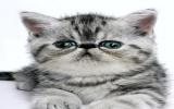 波斯猫图片