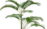 绿色植物图片