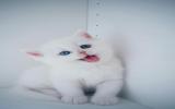 白色小猫咪图片