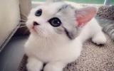 萌死人的小猫，可爱到爆!