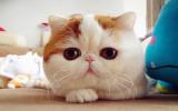 萌猫猫图片
