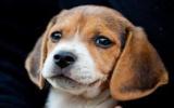 比格犬