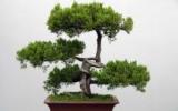 美丽盆景图片
