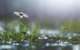 雨中鲜花图片