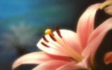 唯美花卉摄影图片
