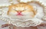 美美哒小奶猫