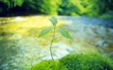 绿色植物写真图片