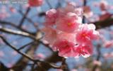 日本樱花图片