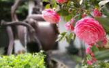 山茶花图片