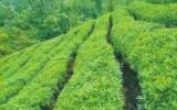 信阳毛尖茶茶树图片