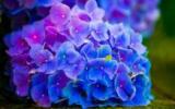 清新花朵花卉图片