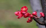 美丽海棠花