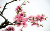 盛开的桃花