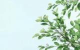 小清新绿色植物图片