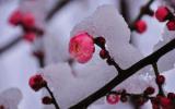 冬天雪景图片