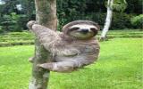 树懒图片