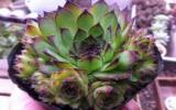 观音莲植物盆栽图片