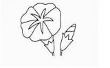 牵牛花简笔画画法步骤