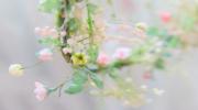 人面桃花造句