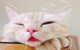 可爱的小猫咪图片