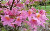 绚丽的杜鹃花图片