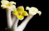 结香花图片