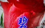 属于你的玫瑰花背景图片