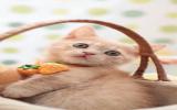 小巧可爱的猫咪图片