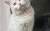 白色异瞳猫图片