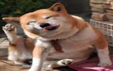 秋田犬图片