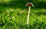 绿色阳光图片