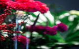 五颜六色的鲜花图片