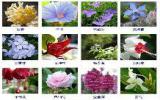 观花植物的品种大全图片