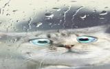 猫咪动物图片