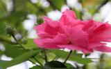 经霜愈盛的木芙蓉花