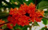 桂花树桂花图片