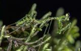 苔藓螳螂昆虫图片