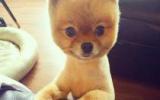 蠢萌的博美犬图片
