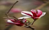 玉兰花图片