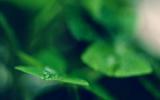 清新大自然植物图片