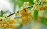 桂花图片
