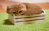 淡淡忧伤的猫图片